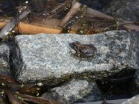 Northern cricket frog 4 in Miller Pond (Apr 2020)