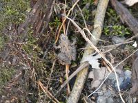Northern cricket frog along Bluebird Trail (Mar 2020)
