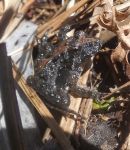 Northern cricket frog on reeds over boardwalk (Apr 2017)