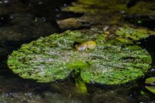 Northern cricket frog singing on lily pad, photo by Cliff Compton (Jul 2016)