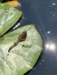 Northern cricket frog tadpole, Unexpected Wildlife Refuge photo