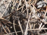 Northern cricket frog on trail (Apr 2017)