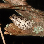 Northern gray tree frog on branch (2012)
