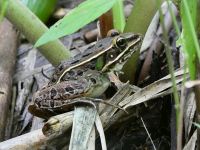 Northern leopard frog, main pond, Unexpected Wildlife Refuge photo
