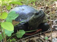 Northern red-bellied turtle (Aug 2016)