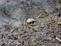 Northern red-bellied turtle hatchling, Unexpected Wildlife Refuge photo
