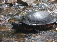 Northern red-bellied turtle in Miller Pond spillway (Jul 2020)