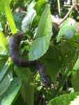 Northern water snake, Unexpected Wildlife Refuge photo