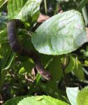 Northern water snake on plant (Jun 2016)
