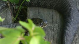 Female northern water snake, Unexpected Wildlife Refuge photo