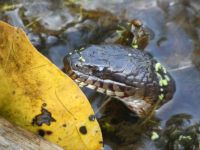 Northern water snake in Miller Pond (Jul 2020)