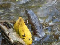 Northern water snake in Miller Pond (Jul 2020)