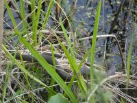 Northern water snake along main pond shore (May 2020)