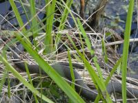 Northern water snake in main pond, Unexpected Wildlife Refuge photo
