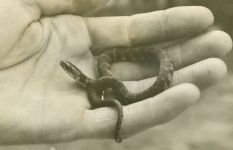 Northern water snake baby, photo by Al Francesconi (Aug 1964)