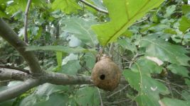 Oak gall wasp gall near Miller Pond (Aug 2019)