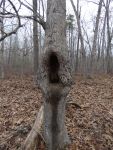 Oak tree with hole in trunk, Unexpected Wildlife Refuge photo