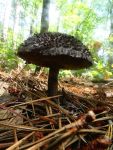 Old man of the woods mushroom