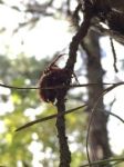 Orb-weaver spider (Sep 2016)