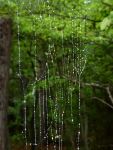 Orb-weaver spider web in the rain (Aug 2017)