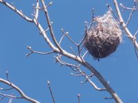 Oriole nest, Unexpected Wildlife Refuge photo