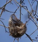 Baltimore oriole nest, Unexpected Wildlife Refuge photo