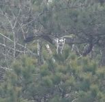 Osprey taking flight, Unexpected Wildlife Refuge photo