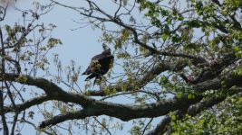 Osprey with fish near cabin (May 2019)