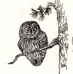 Barred owl drawing by Hope Sawyer Buyukmihci, Refuge co-founder