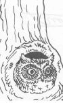 Owl, sketch by Hope Sawyer Buyukmihci, Refuge co-founder and artist
