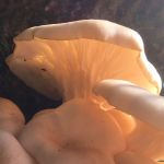 Oyster mushrooms, Unexpected Wildlife Refuge photo