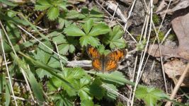 Pearl crescent butterfly near cabin (May 2019)