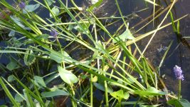 Pickerelweed in main pond (Jun 2019)