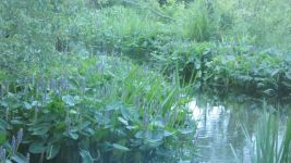 Pickerelweed in main pond (Jun 2019)