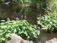 Pickerelweed in Miller Pond (Jun 2020)