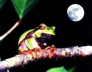 Pine Barrens tree frog superimposed over moon, photo by Bob Birdsall (1989)