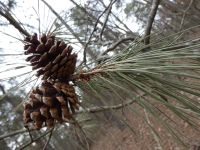Pine cones near Miller House (Mar 2020)