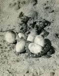 Pine snakes hatching, photo by Al Francesconi (1965)