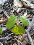 Poison ivy near Miller House (Apr 2019)
