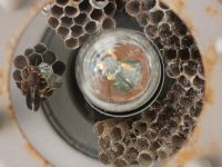 Polistes wasp and nest in light fixture at Miller House (Jun 2020)