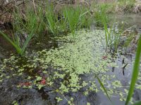 Pond water-starwort in swamp near boundary trail (Mar 2020)