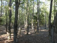 Poplar trees near Stations 13 and 14 (Apr 2020)