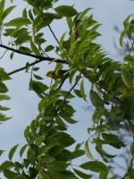 Male prairie warbler