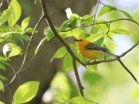 Prothonotary warbler, photo by Leor Veleanu (May 2019)
