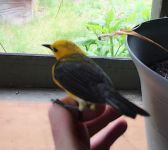 Prothonotary warbler prior to release, Unexpected Wildlife Refuge photo