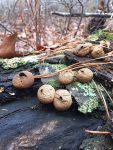 Puffball fungus on log (Feb 2018)
