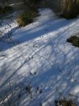 Rabbit footprints in snow, Unexpected Wildlife Refuge photo