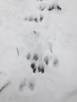 Rabbit tracks in snow (Jan 2017)