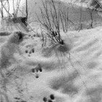 Rabbit tracks in snow (undated)