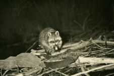 Raccoon at Otter Dam (1966)